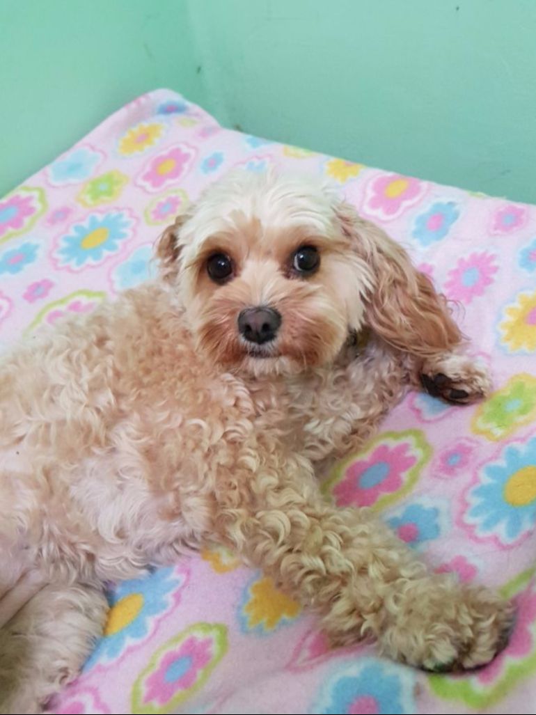 Dog & Cat Quarantine New Zealand Qualified Pet Services